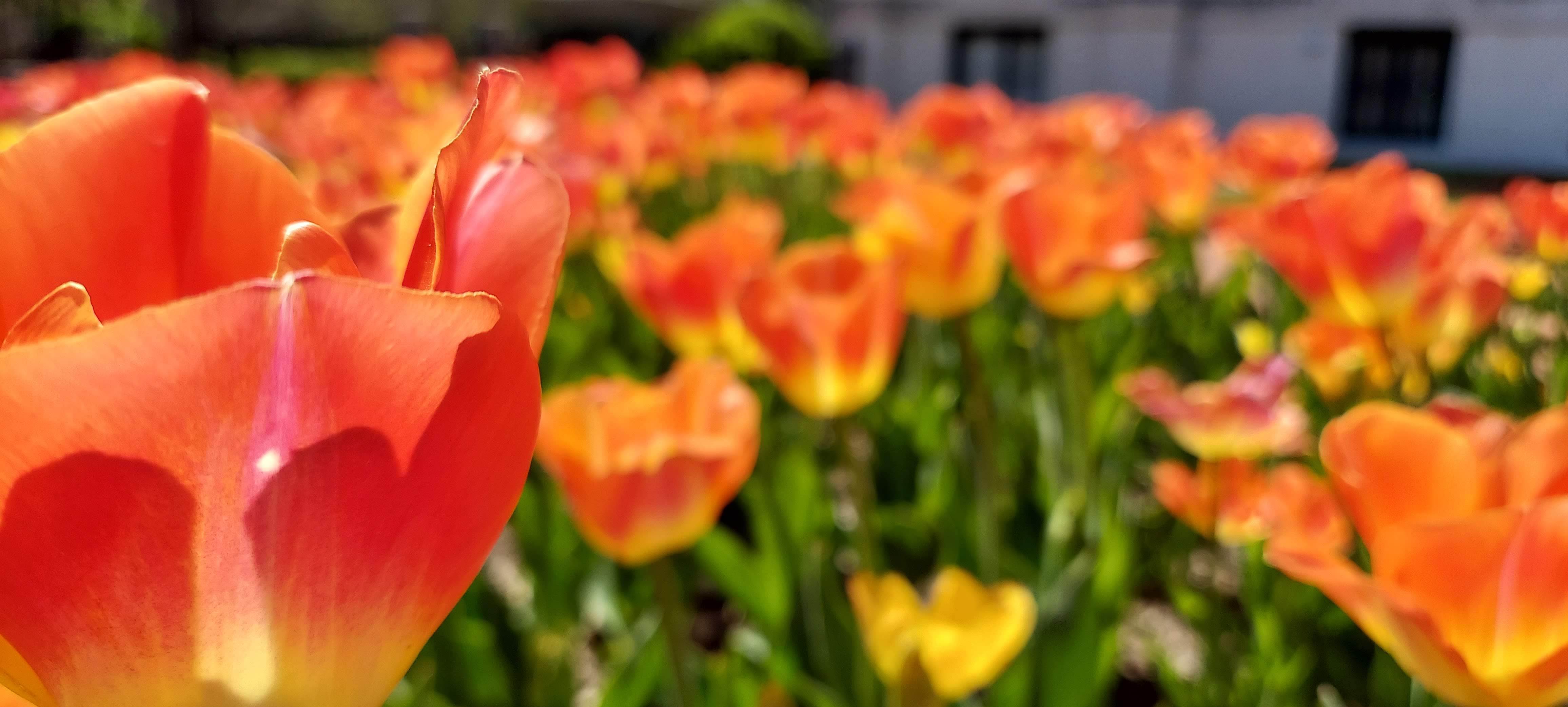 Flowers in St. Louis Botannical Gardens